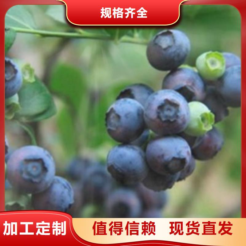 蓝莓苗花椒苗敢与同行比价格