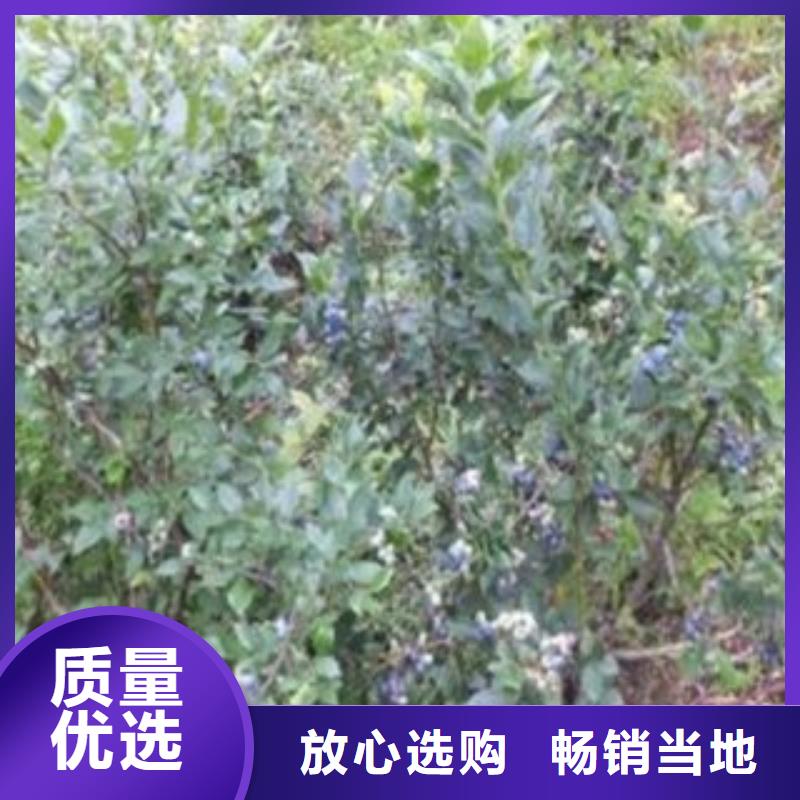 蓝莓苗花椒苗就近发货