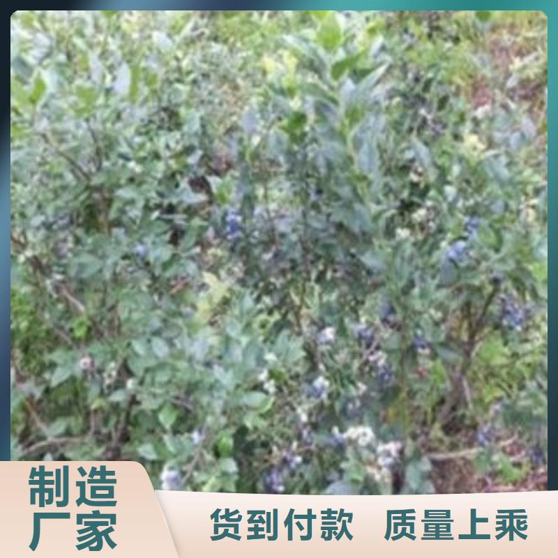 蓝莓苗山楂苗现货批发