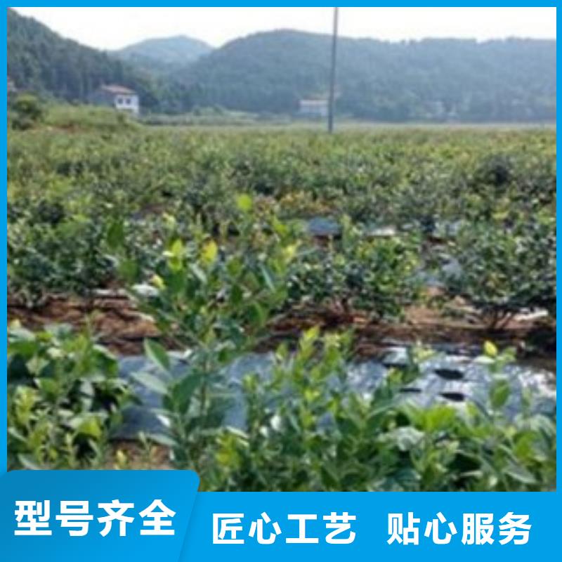 蓝莓苗【花椒苗】根据要求定制