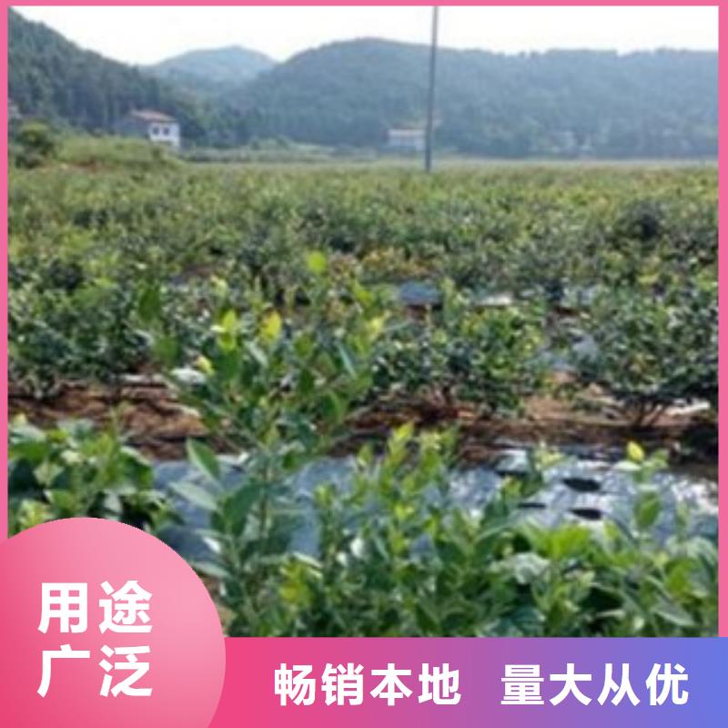 蓝莓苗【花椒苗】实体厂家大量现货