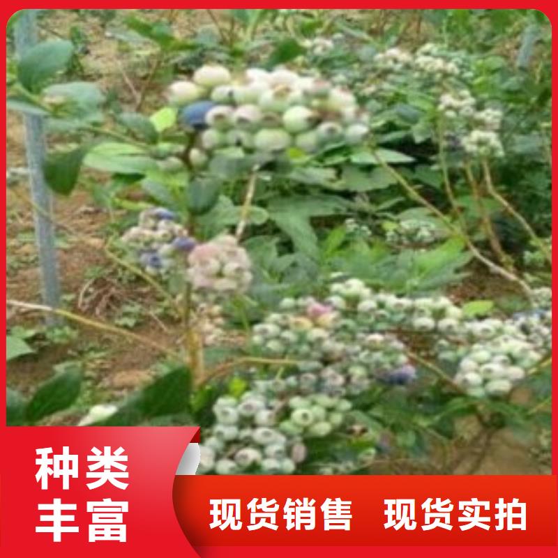 蓝莓苗花椒苗支持大小批量采购