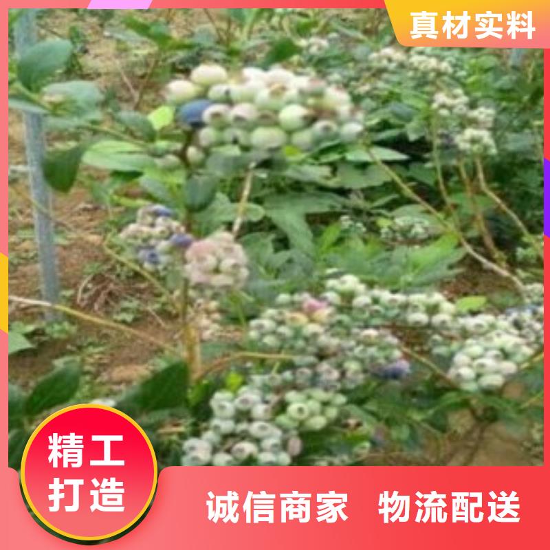 蓝莓苗板栗苗好品质售后无忧