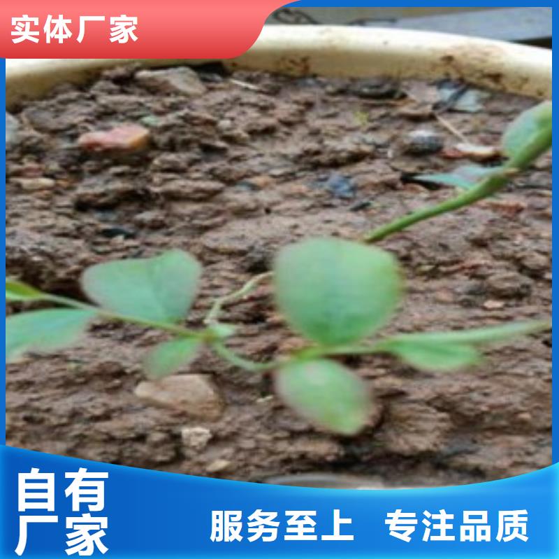 蓝莓苗-花椒苗实拍品质保障