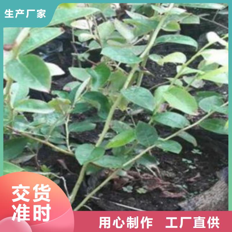 蓝莓苗板栗苗按需定做