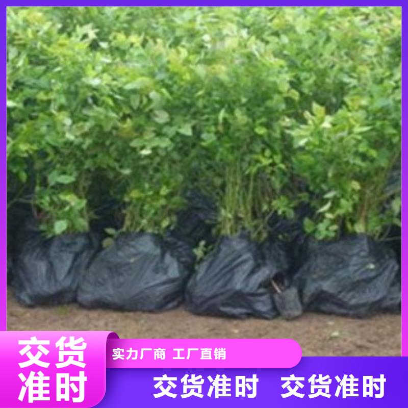 【蓝莓苗花椒苗精选优质材料】