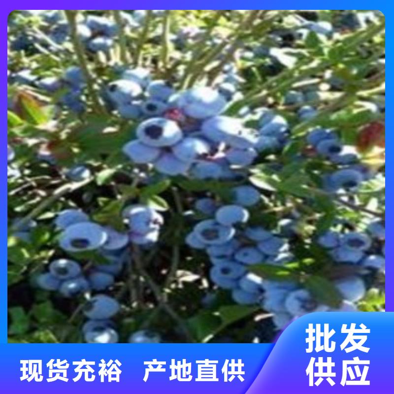 蓝莓苗-花椒苗实拍品质保障