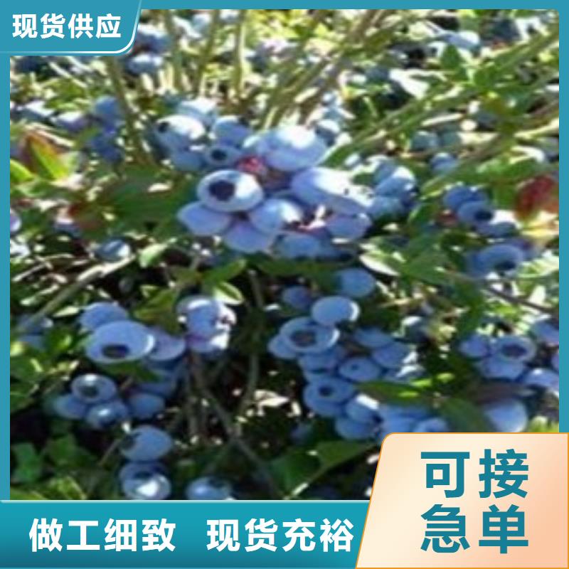 蓝莓苗-花椒苗实拍品质保障