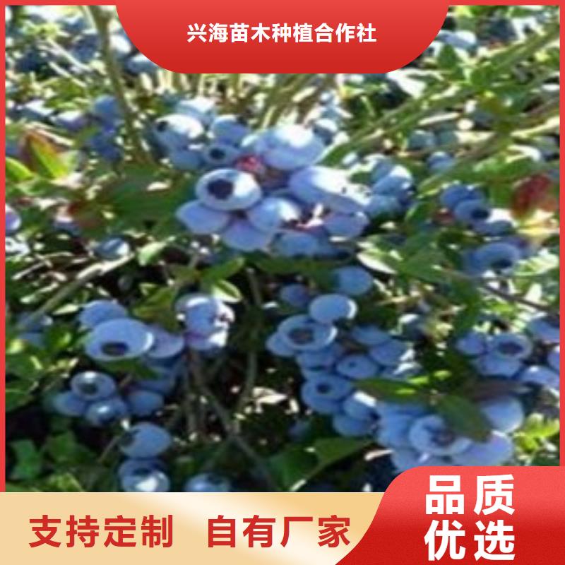 【蓝莓苗_花椒苗诚信为本】