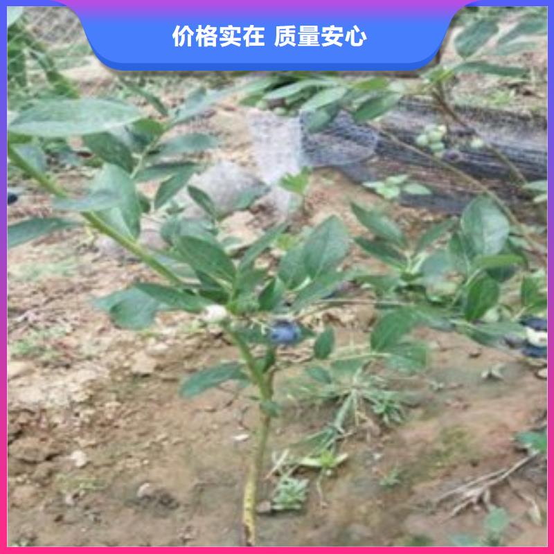 【蓝莓苗桃树苗自有生产工厂】