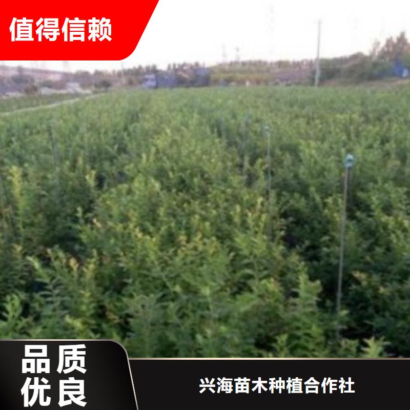 【蓝莓苗,山楂苗品质保证实力见证】