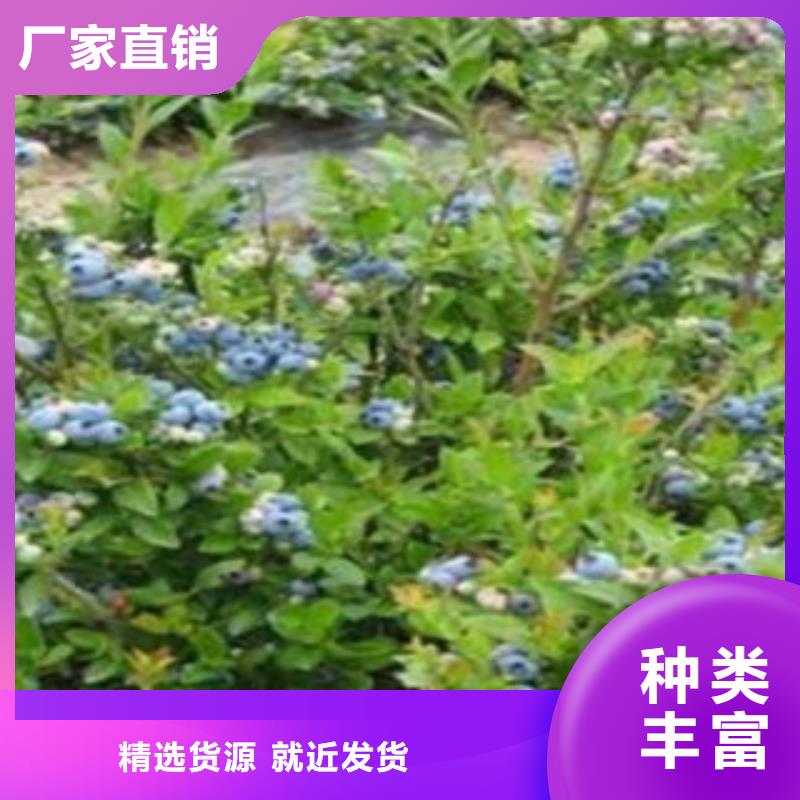 【蓝莓苗-桃树苗真正的源头厂家】