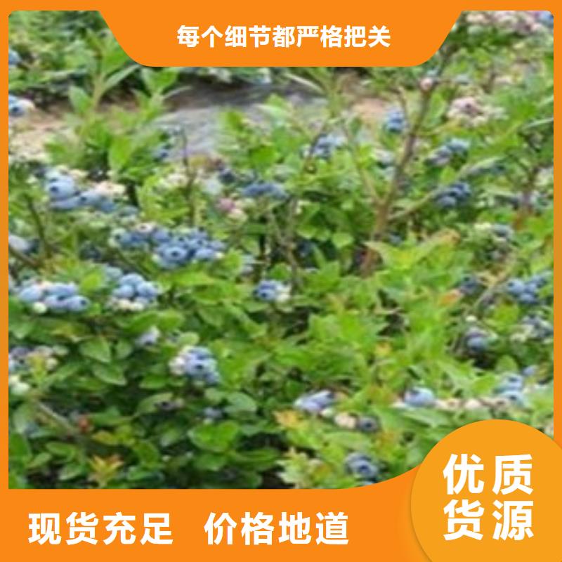 蓝莓苗山楂苗现货批发