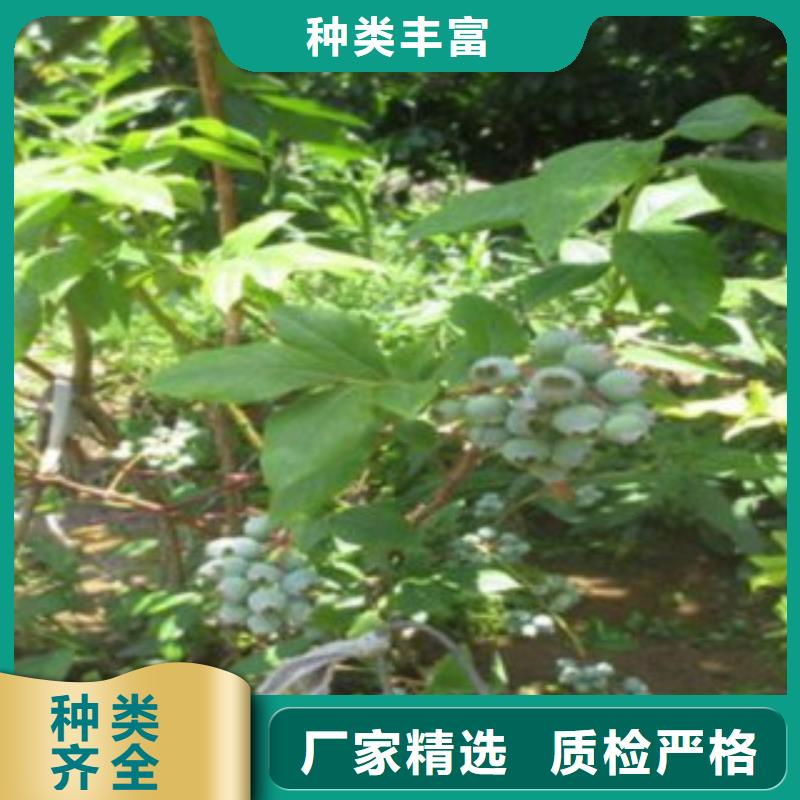 蓝莓苗【核桃苗】种类齐全