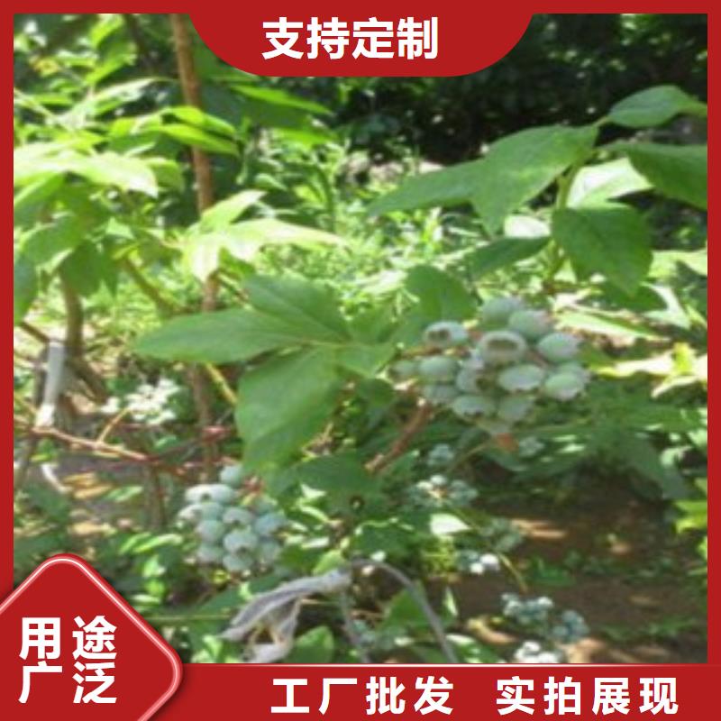 【蓝莓苗花椒苗精选优质材料】