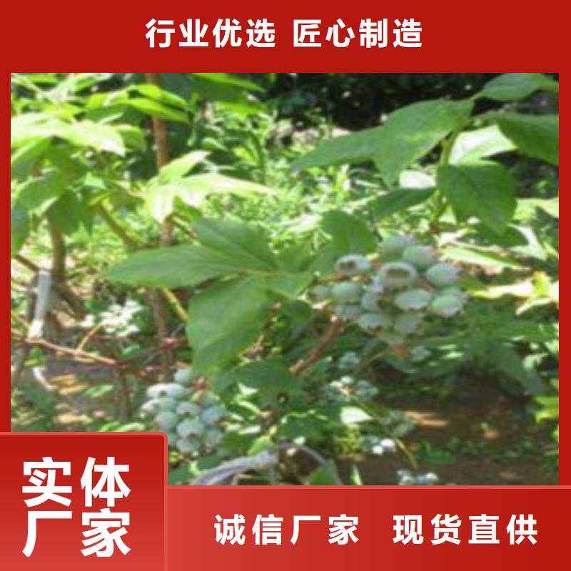 蓝莓苗花椒苗产地直供