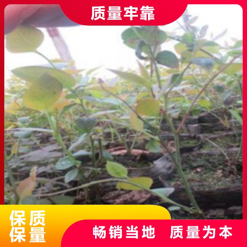 蓝莓苗【花椒苗】实体厂家大量现货