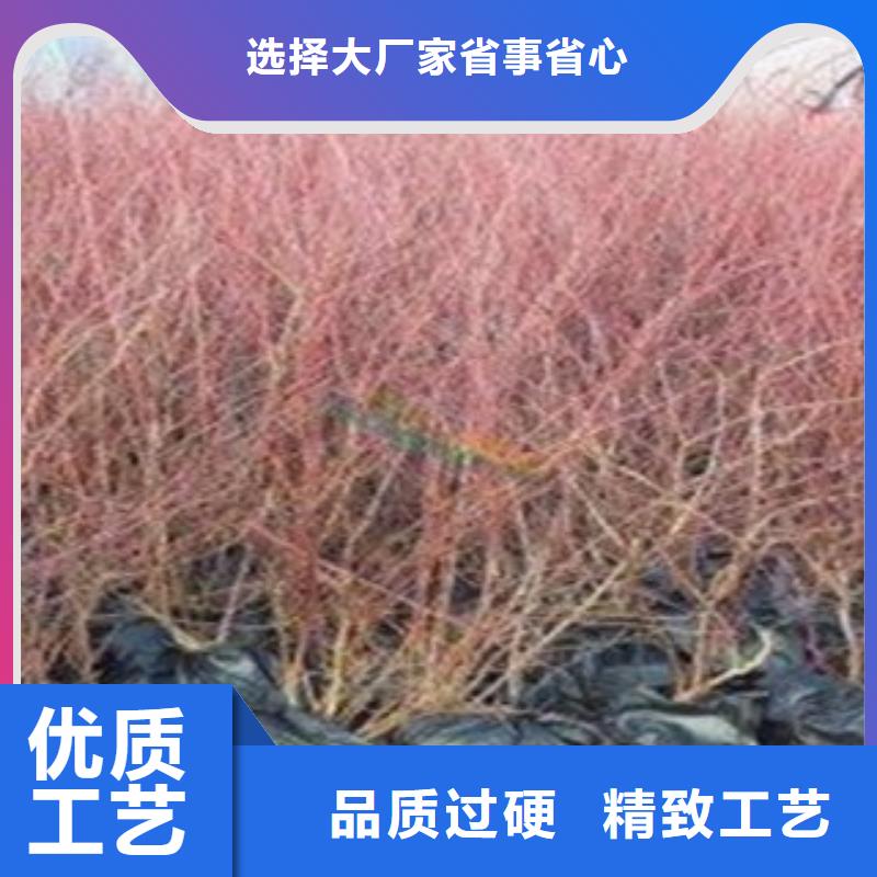 【蓝莓苗】苹果苗一手价格