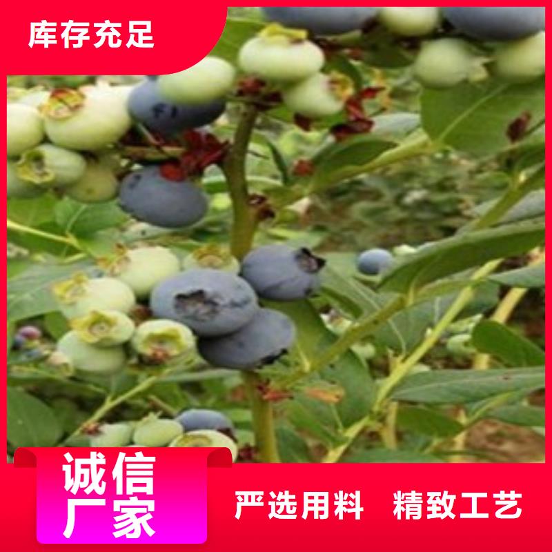 蓝莓苗【花椒苗】根据要求定制