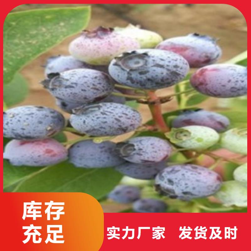 蓝莓苗【苹果苗】重信誉厂家