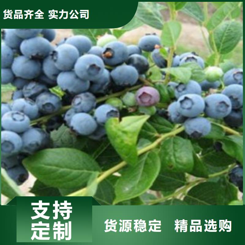 蓝莓苗花椒苗敢与同行比价格