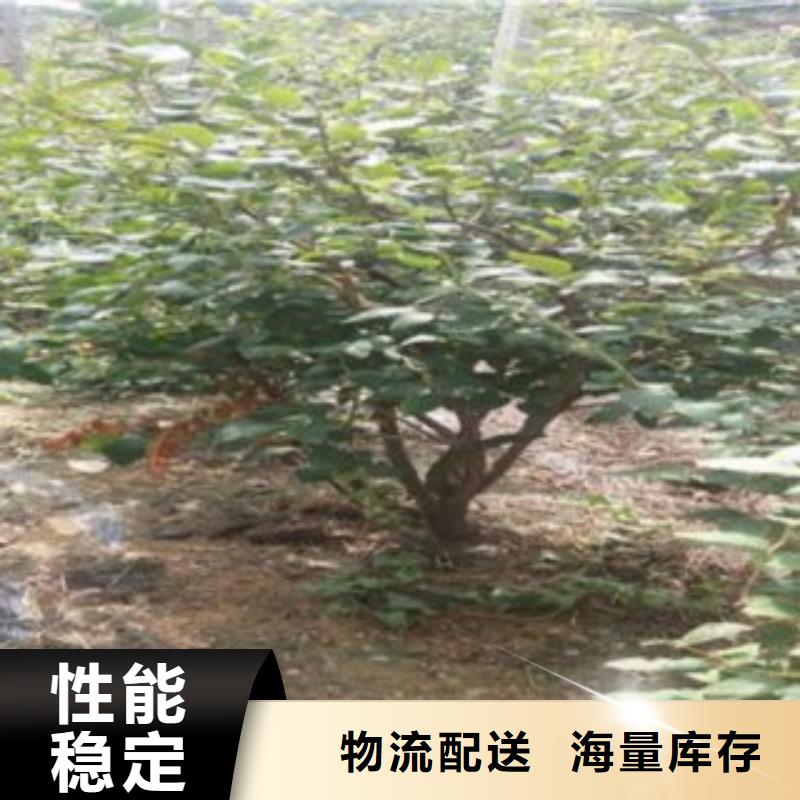 【蓝莓苗,山楂苗品质保证实力见证】