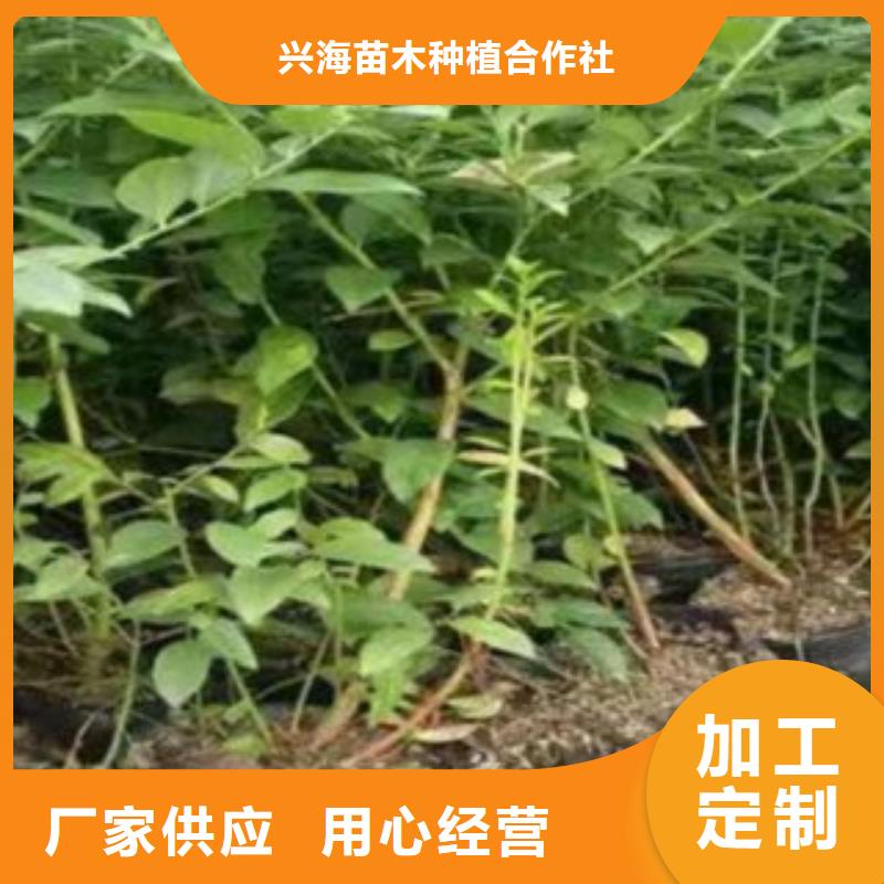 【蓝莓苗】,梨树苗敢与同行比质量