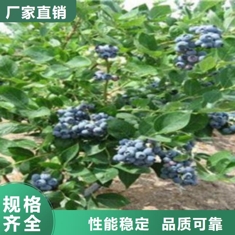 【蓝莓苗花椒苗精选优质材料】