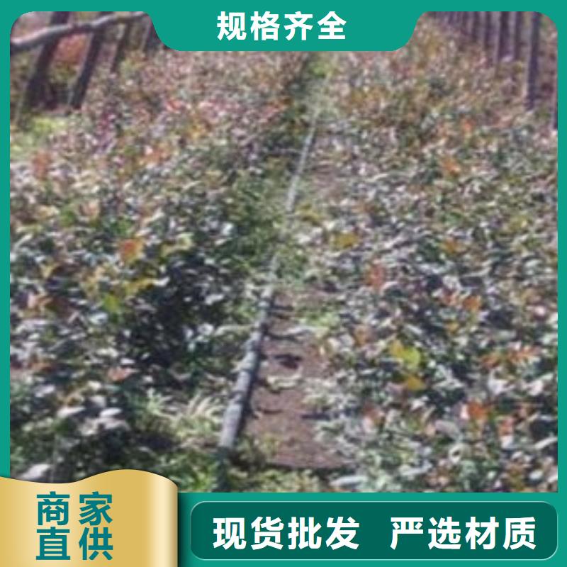 蓝莓苗-花椒苗实拍品质保障