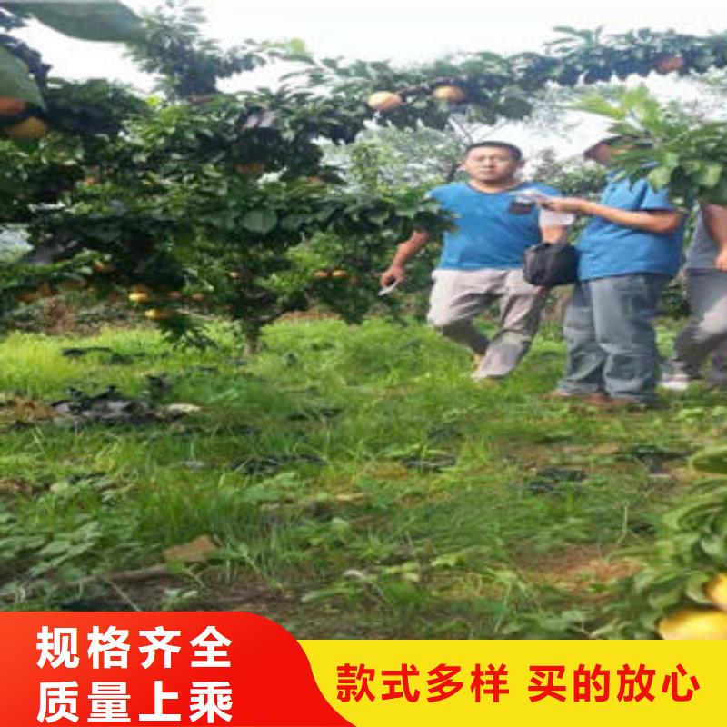 李子苗苹果苗为您提供一站式采购服务