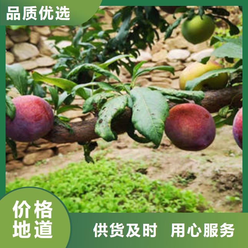 李子苗花椒苗应用范围广泛