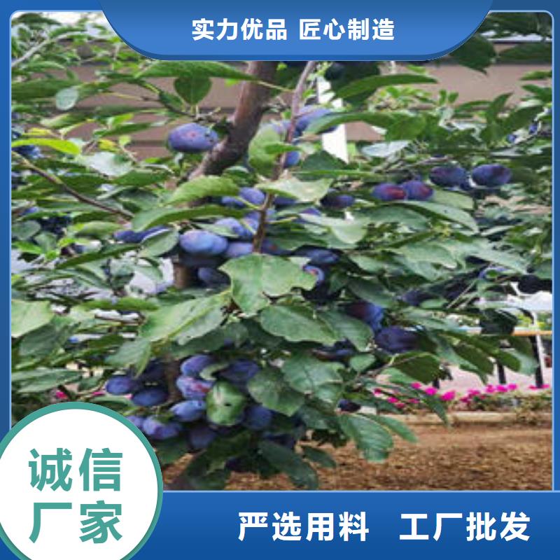 李子苗花椒苗应用范围广泛