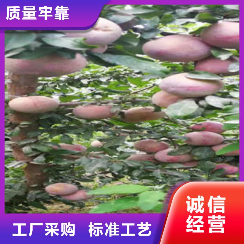 李子苗花椒苗库存丰富