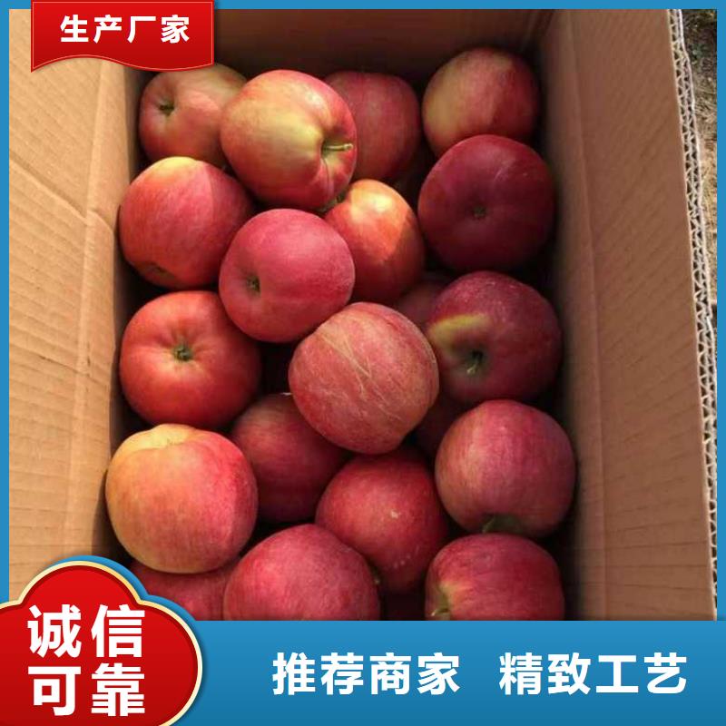 【苹果苗】板栗苗精品优选