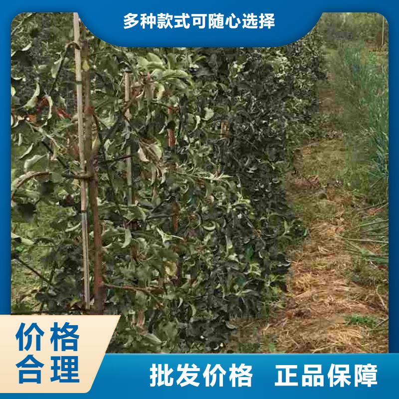 苹果苗蓝莓苗规格型号全