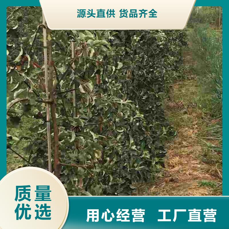 苹果苗核桃苗研发生产销售