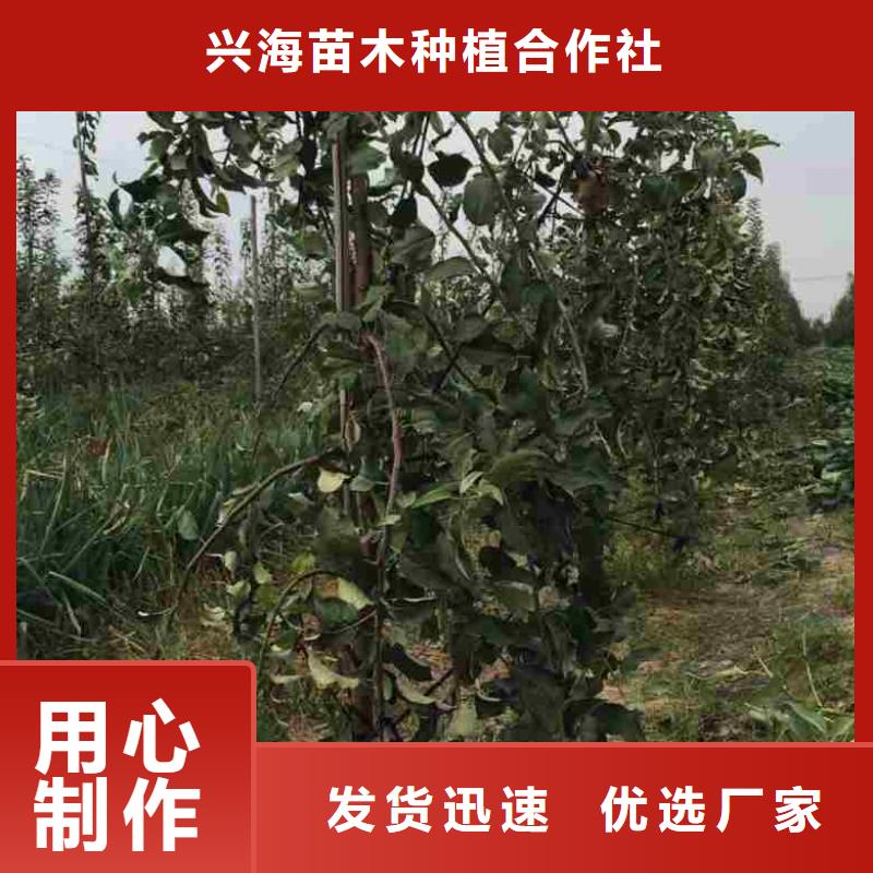 苹果苗【蓝莓苗】现货直发