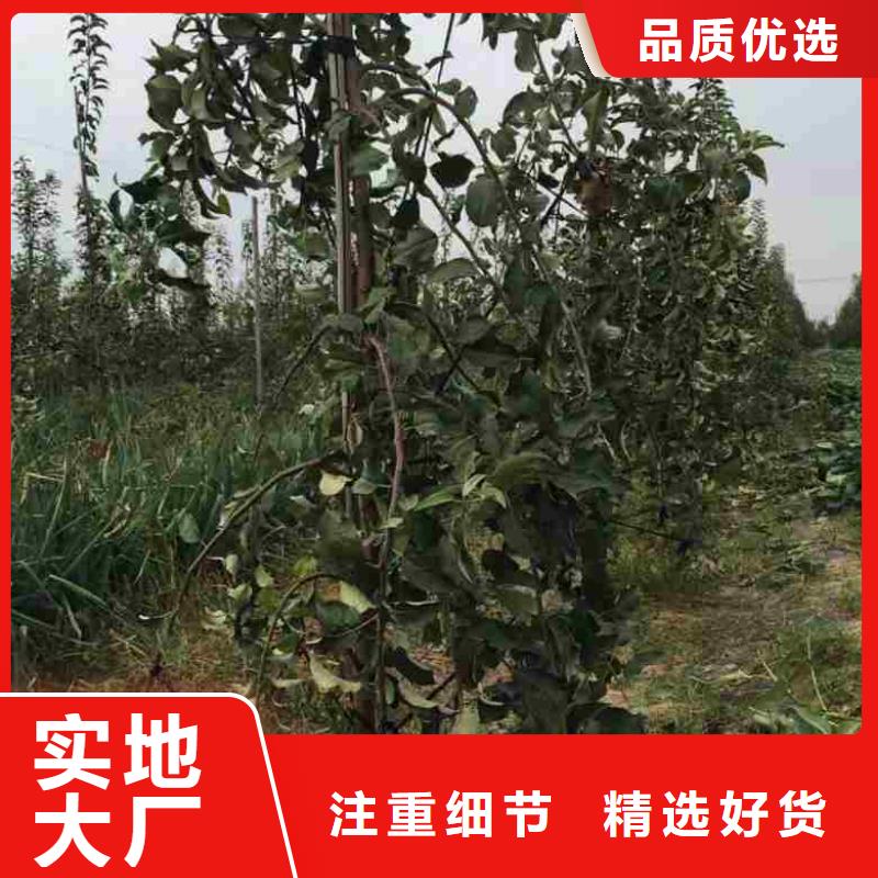 苹果苗李子苗匠心工艺