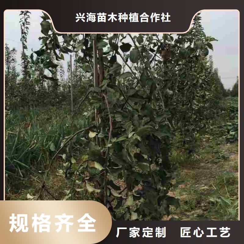 苹果苗蓝莓苗规格型号全