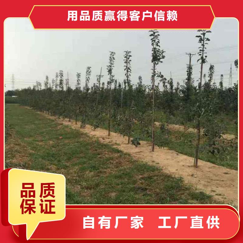 苹果苗桃树苗质量无忧