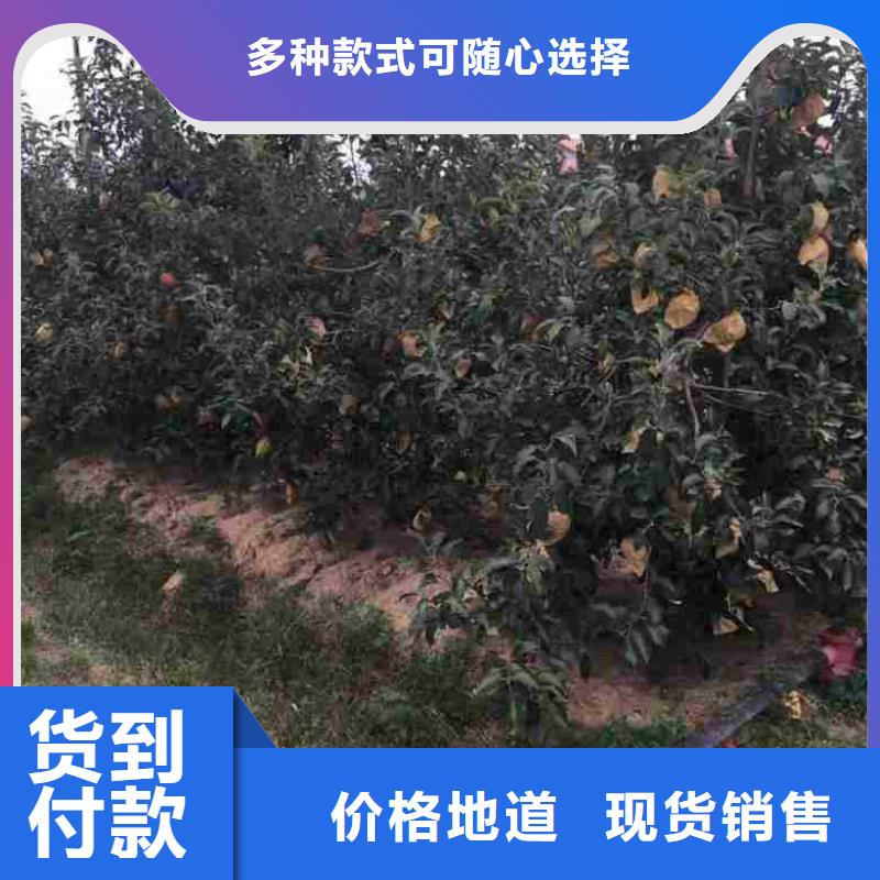 苹果苗_李子苗做工细致