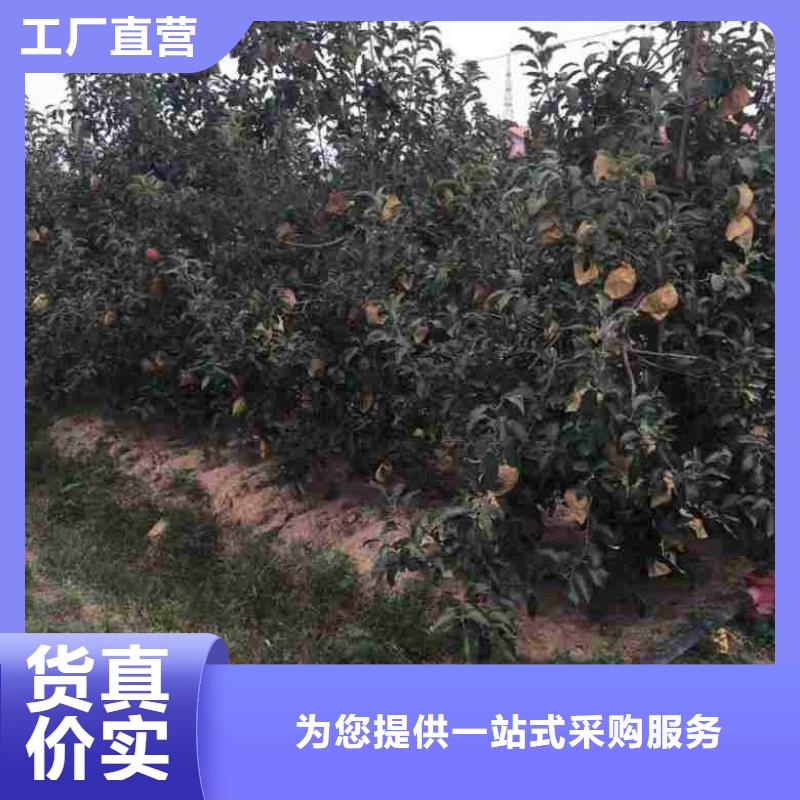 苹果苗_李子苗做工细致