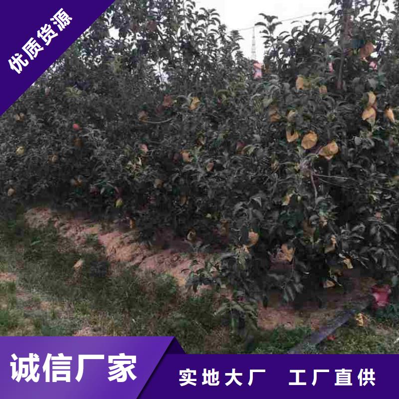 苹果苗桃树苗质量无忧