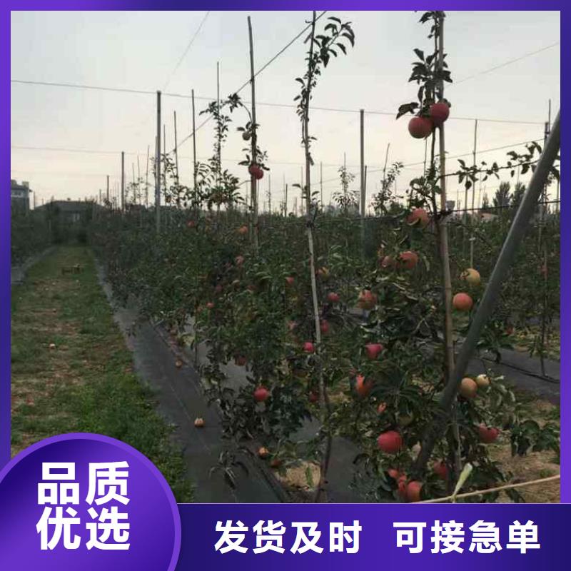 【苹果苗板栗苗严谨工艺】