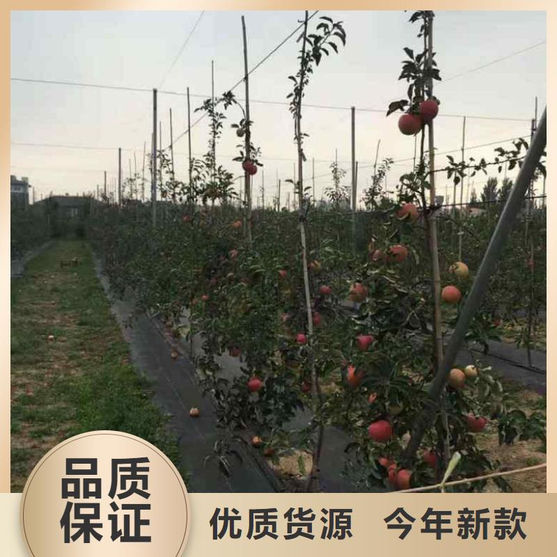 苹果苗核桃苗厂家型号齐全