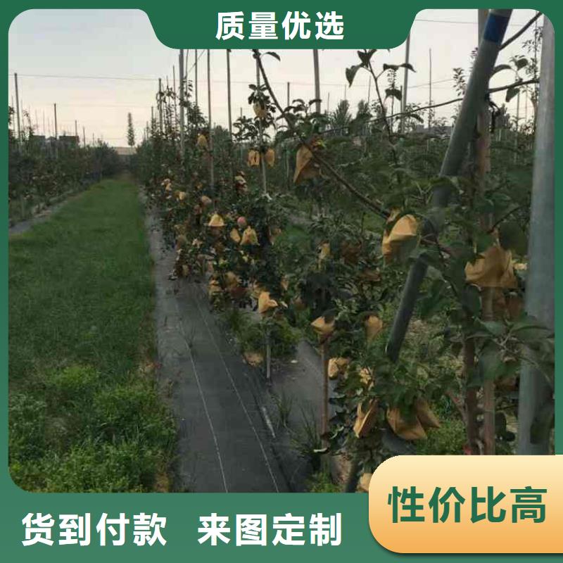 【苹果苗】板栗苗精品优选