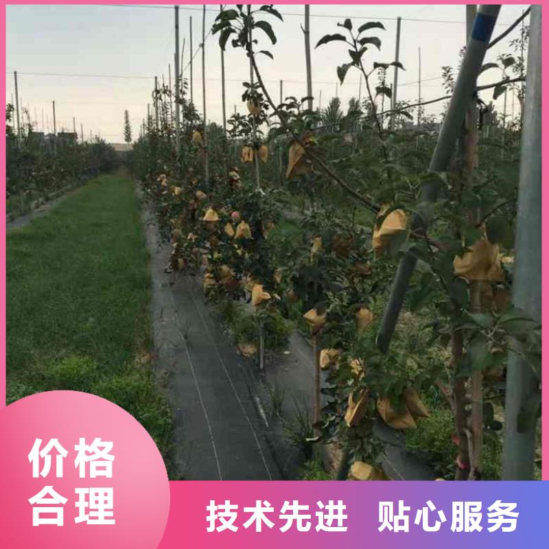 苹果苗蓝莓苗规格型号全