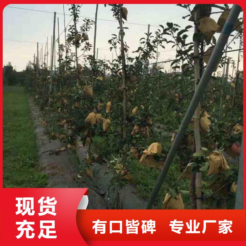 【苹果苗核桃苗工厂直营】