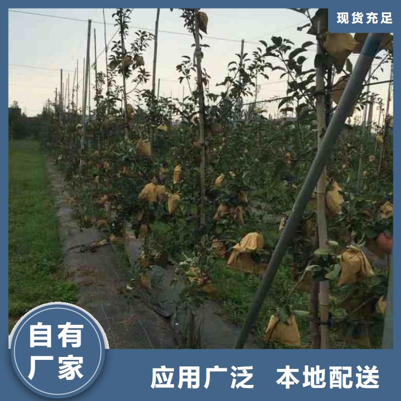 苹果苗梨树苗来电咨询