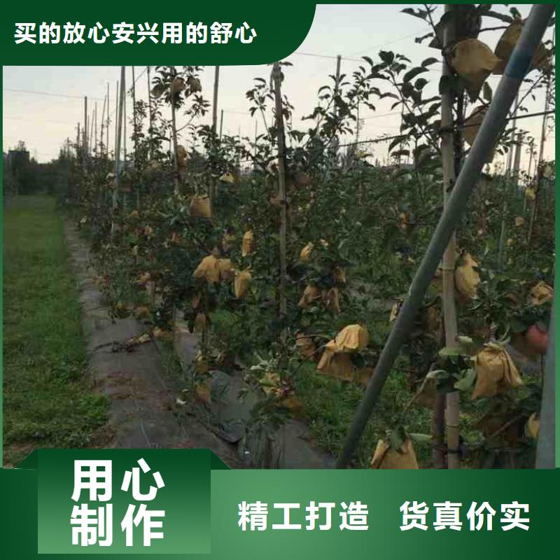 【苹果苗】梨树苗大量现货